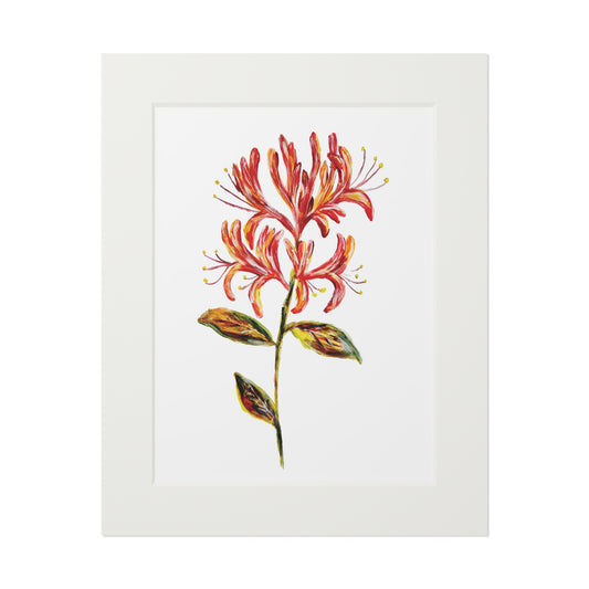 Honeysuckle Botanical Fine Art Print with Passepartout Frame