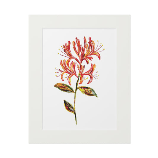 Honeysuckle Botanical Fine Art Print with Passepartout Frame