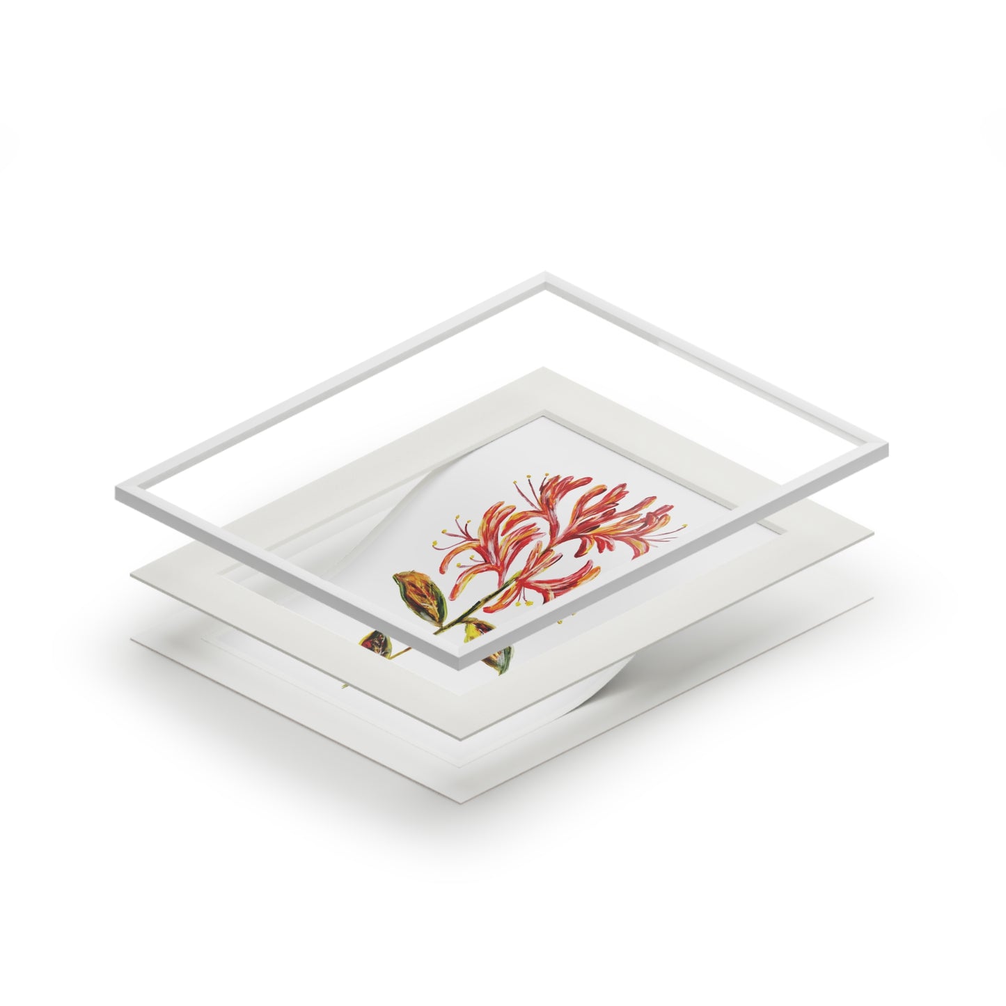 Honeysuckle Botanical Fine Art Print with Passepartout Frame
